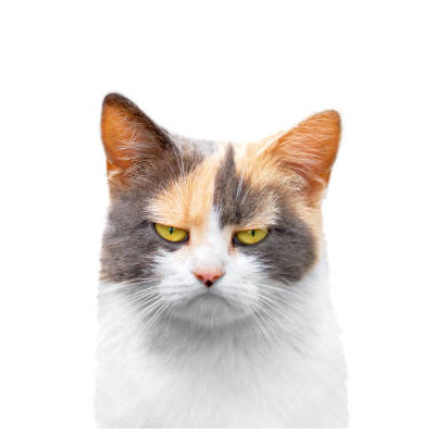 L'ami Linux
